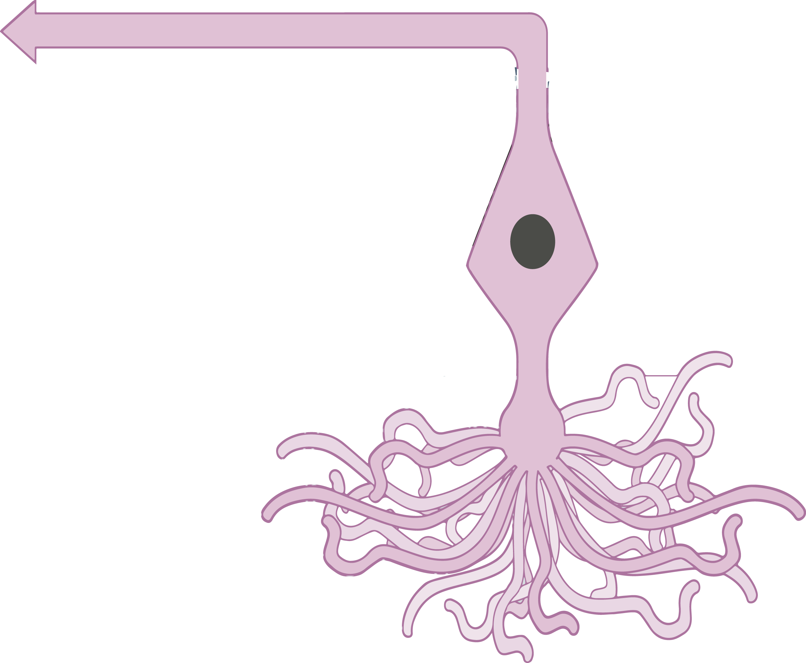 Diagram of an olfactory sensory neuron, showing the cilia that detect odour molecules and the axon carrying the signal to the brain