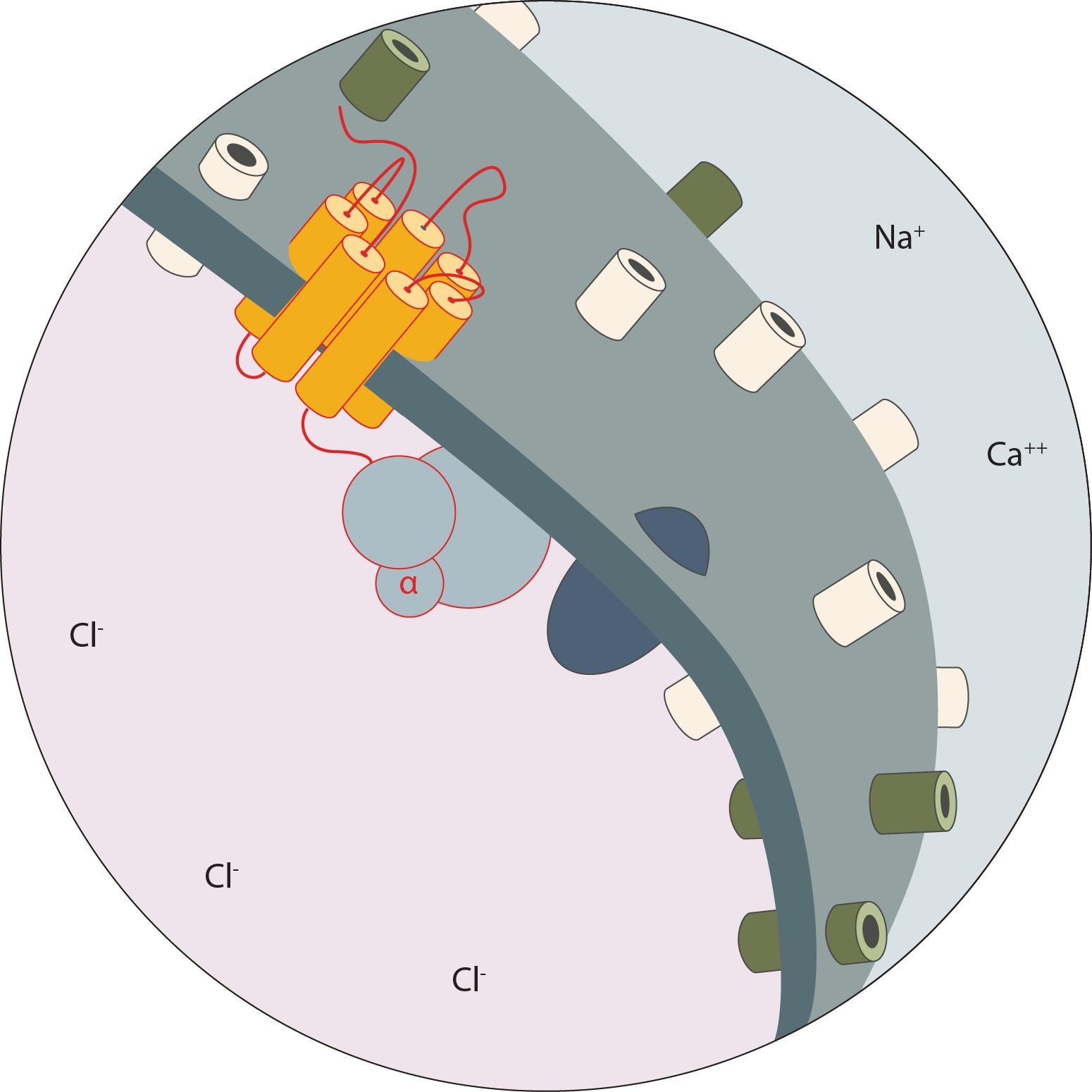 Schematic of an activated olfactory receptor in the cell membrane, with G-protein alpha subunit and surrounding ion channels labelled with Na+, Ca++ and Cl-